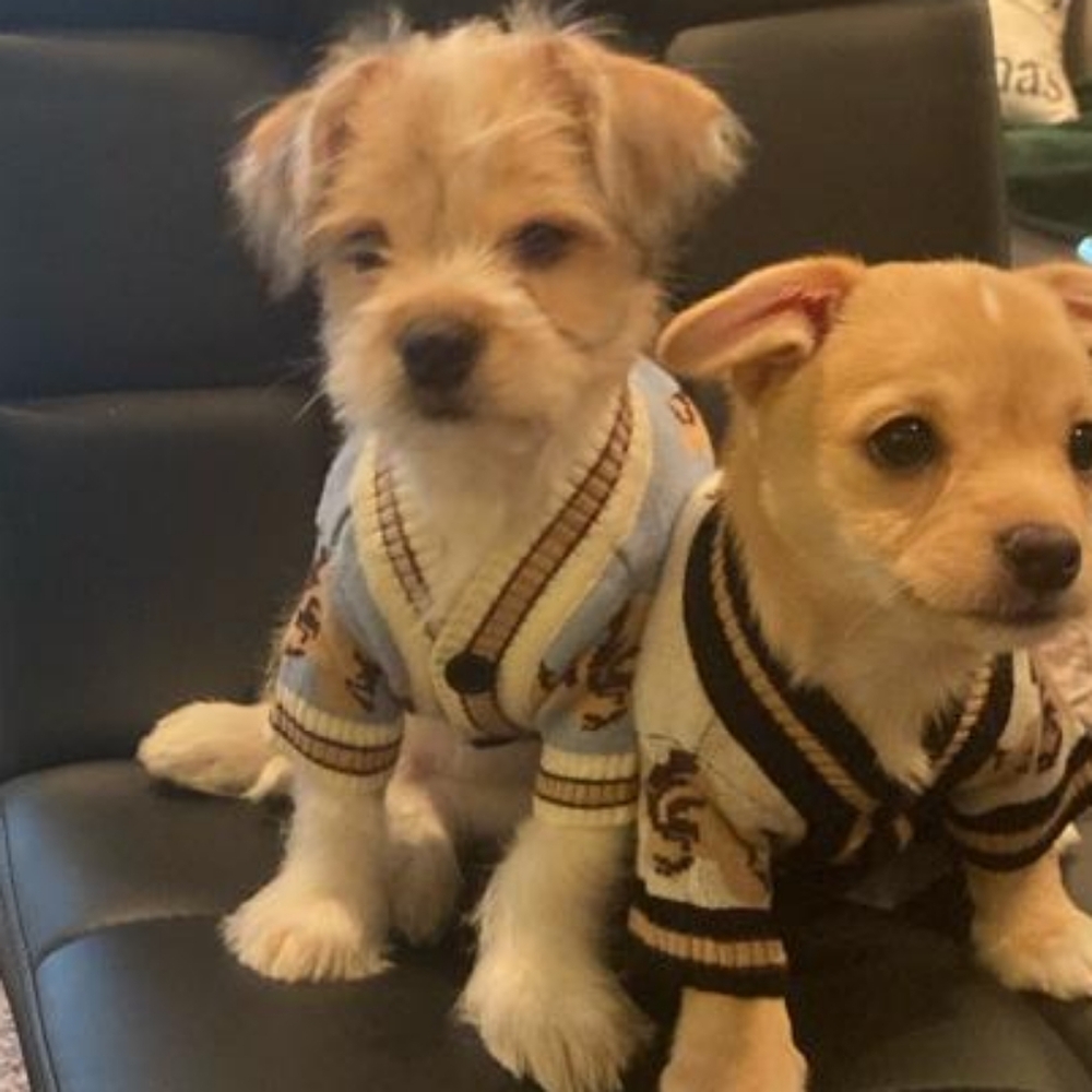 Bear Pattern Dog Sweater XS